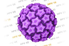HPV (Human Papilloma Virus)  ve kadın genital kanserleri